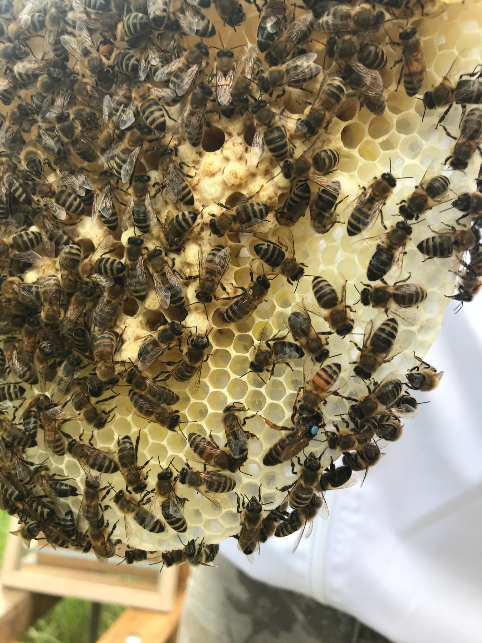 Bienen auf einer selbst gebauten Wabe ohne Mittelwand