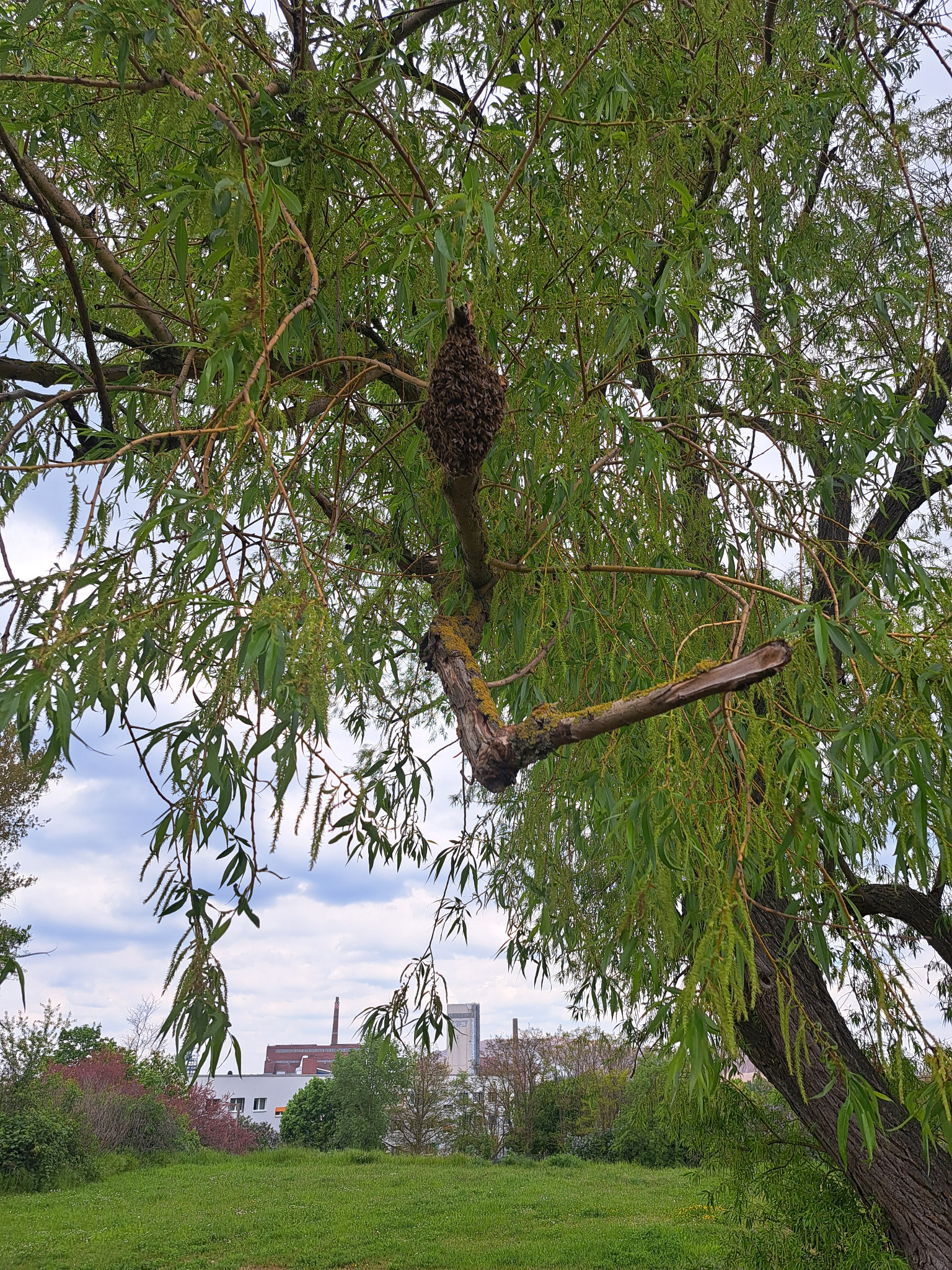 Unser erster Bienenschwarm in einem Baum in Zielitz, mit dem Schacht im Hintergrund