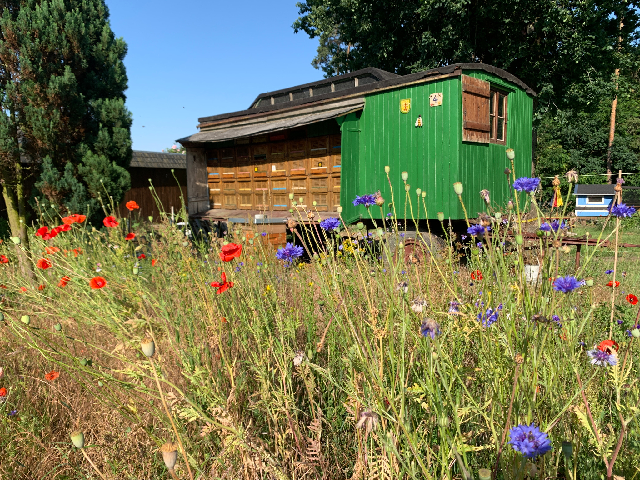Der Bienenwagen im Juni 2023 mit der alten Beutenfront und Blumenwiese