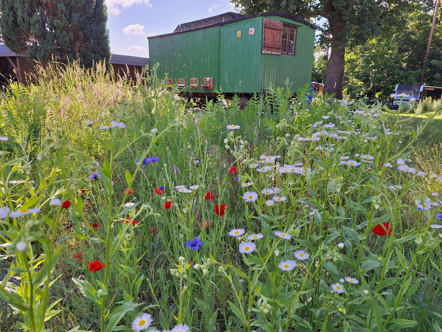 Unser grüner Bienenwagen hinter einer bunten Blumenwiese