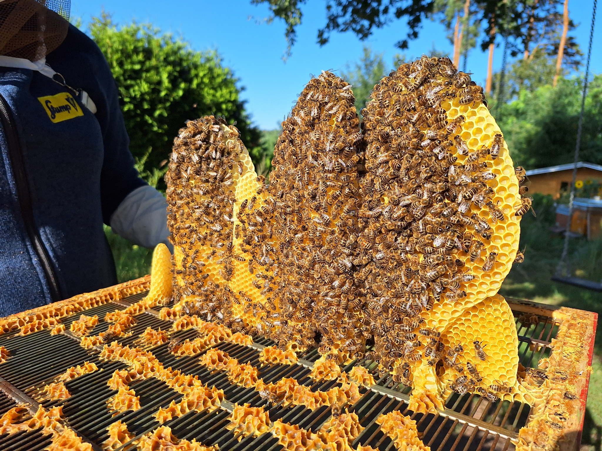 Wildbau mit vielen Bienen in einer unserer Dadant-Beuten